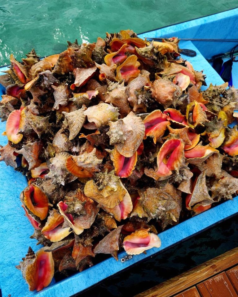 Live Conch Confiscated Near Fishermen’s Island